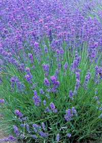 Lavandula angustifolia Violet Intrigue' (Lavang 21)